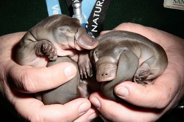 baby platypus