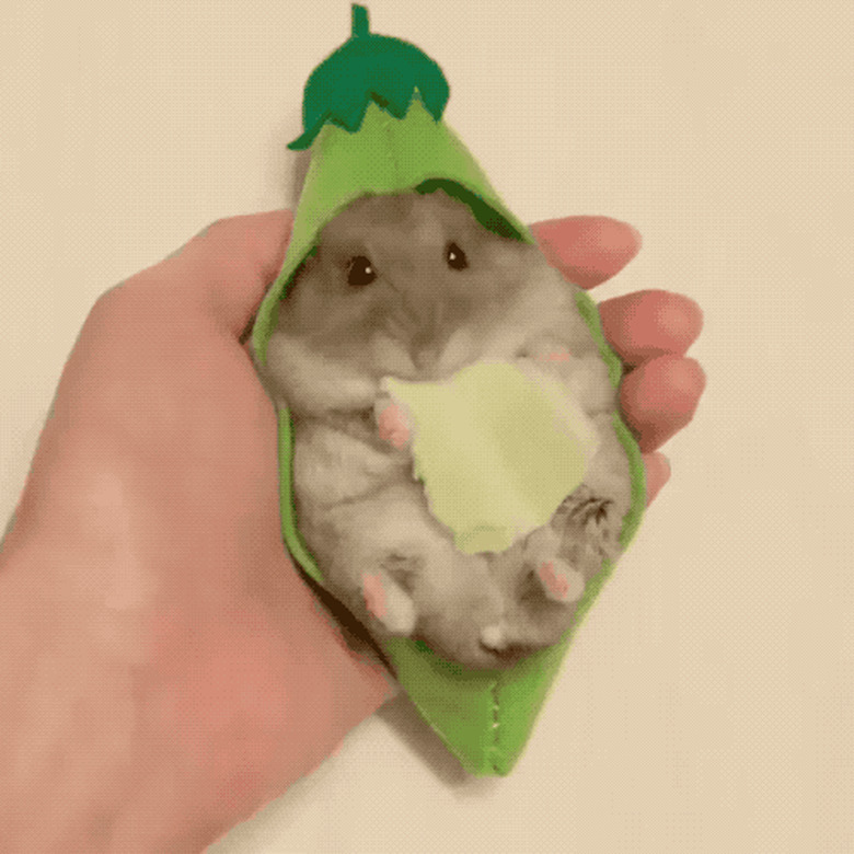 baby hamster eating snack