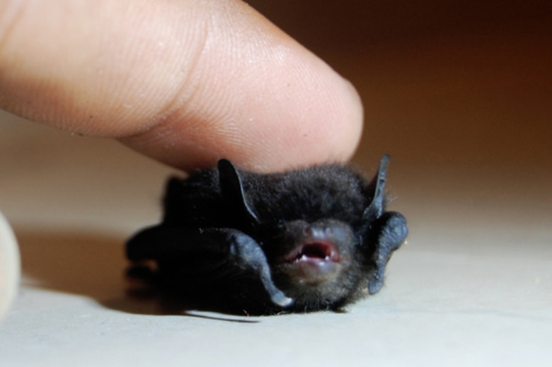 baby bat