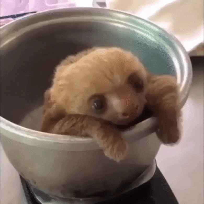 baby sloth