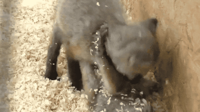 baby foxes wrestling