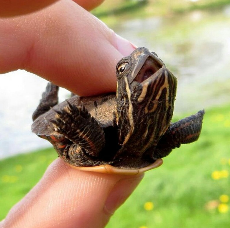 baby turtle