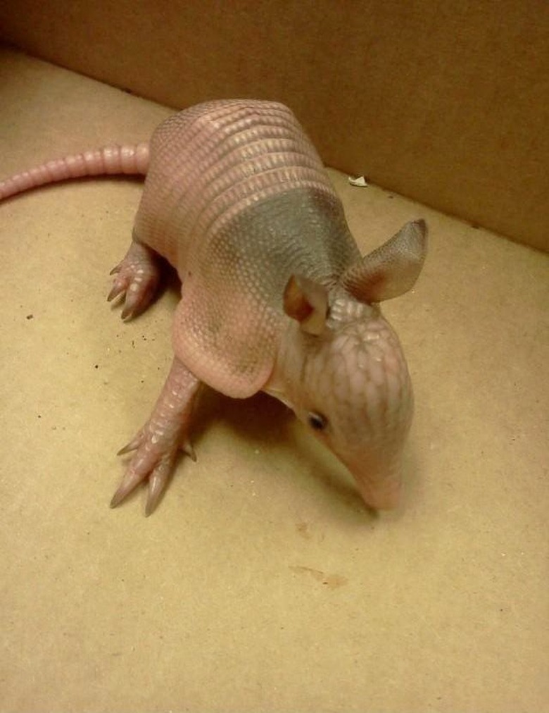 baby armadillo