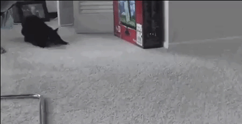 cat runs from roomba