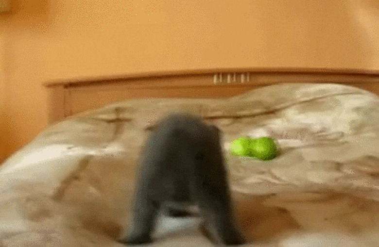 kitten fights green apples