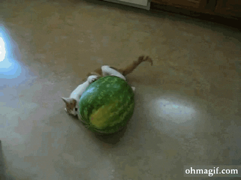 cat wrestles with  watermelon