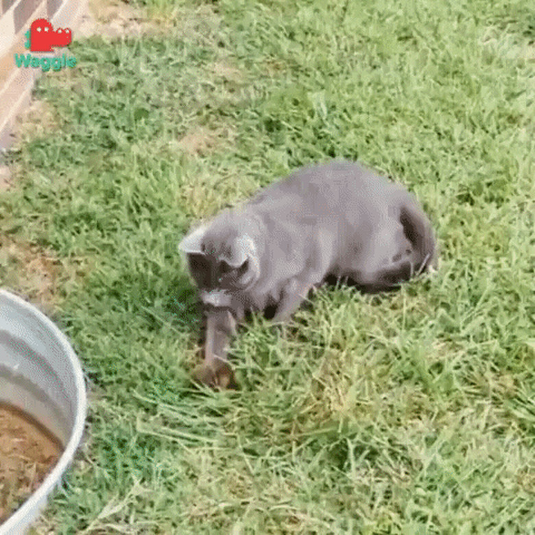 cat chases chipmunk