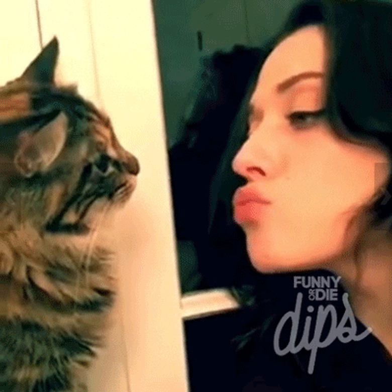 cat smacks woman in face