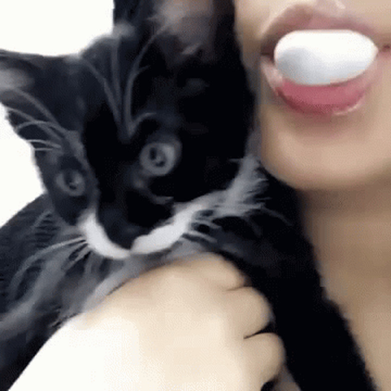 cat pops chewing gum bubble