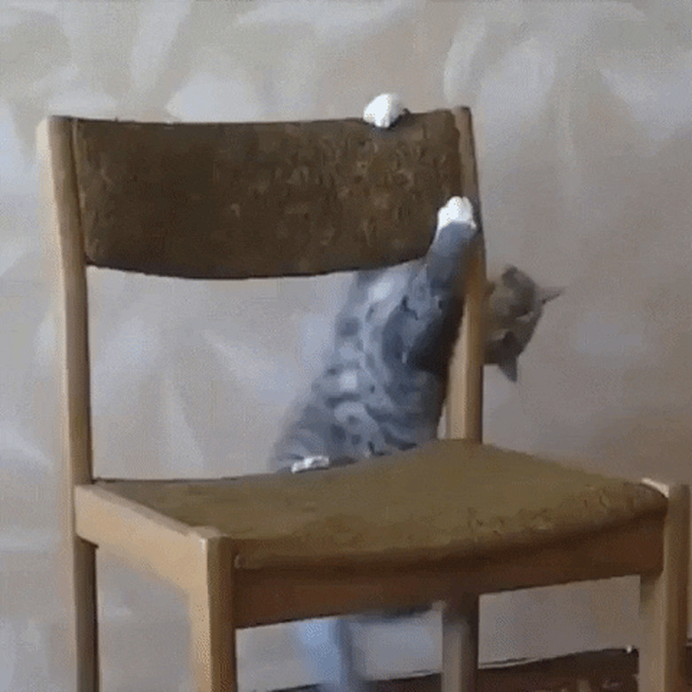 crazy cat climbs chair