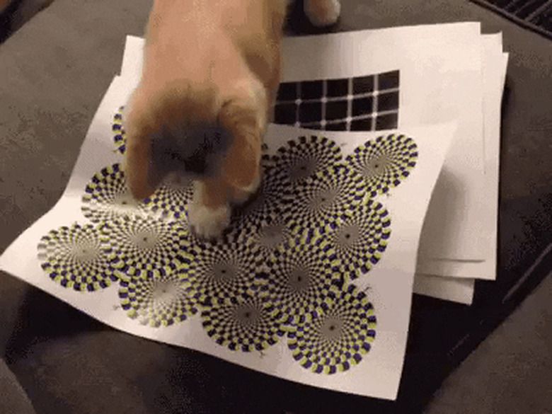 cat versus optical illusion