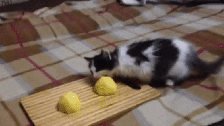 cat steals potato