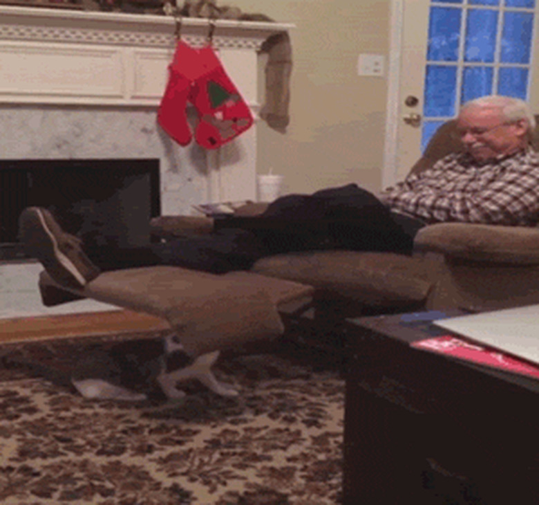 cat sneak attacks old man