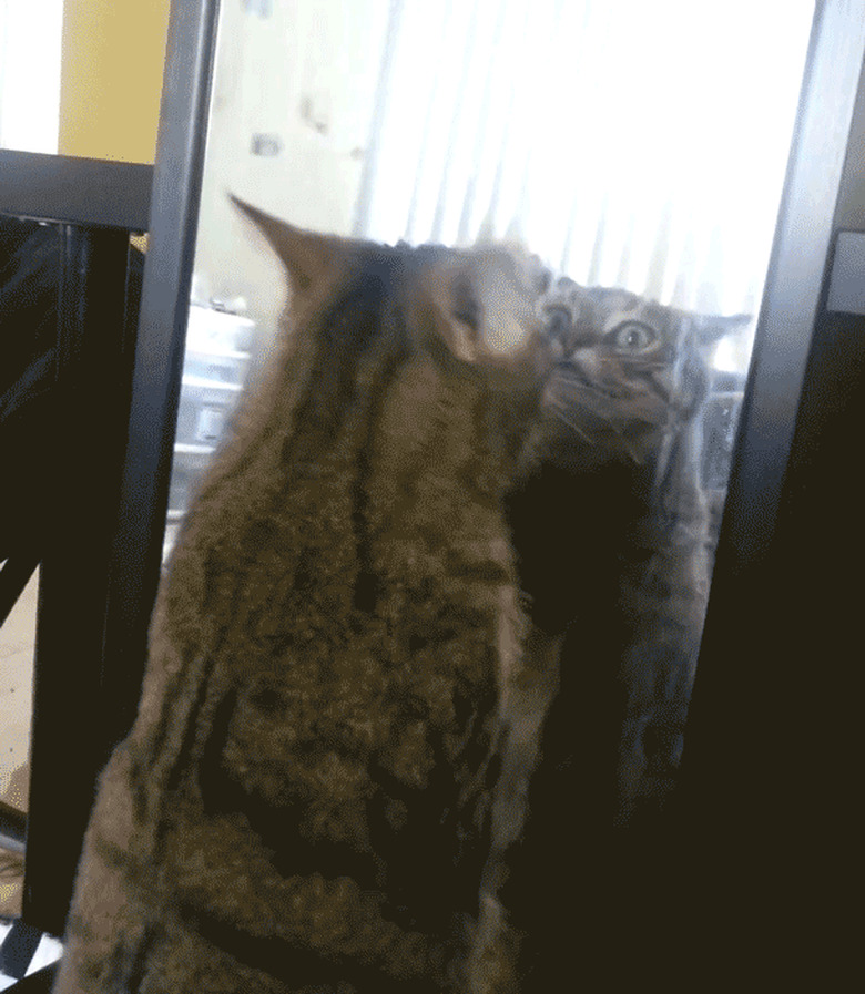 cat fights reflection