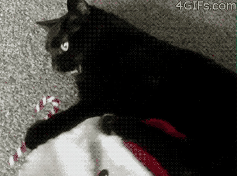 cat versus candy cane