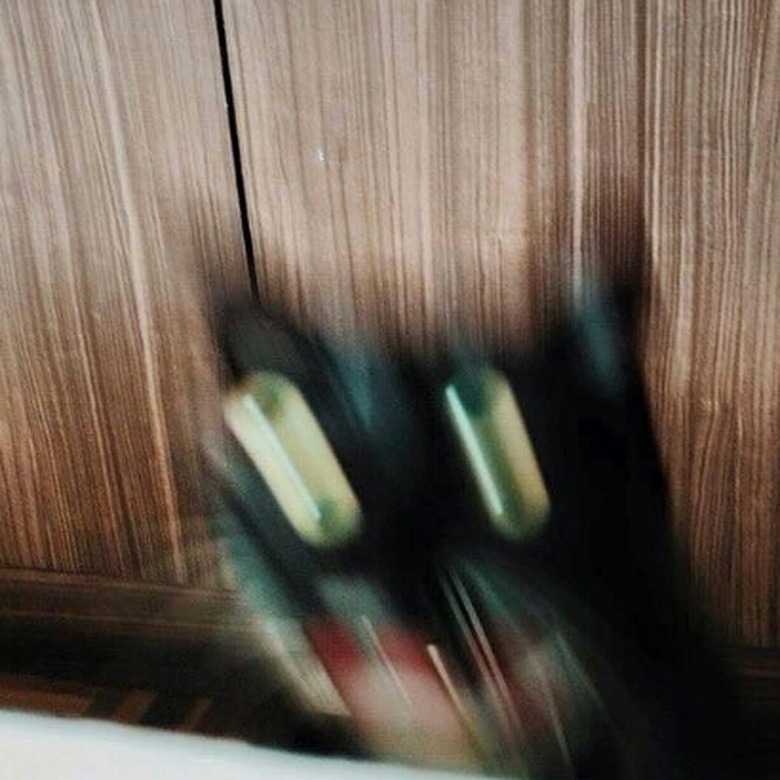 Blurry photo of cat falling off table