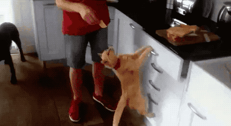 cat opens and closes kitchen utensil drawer