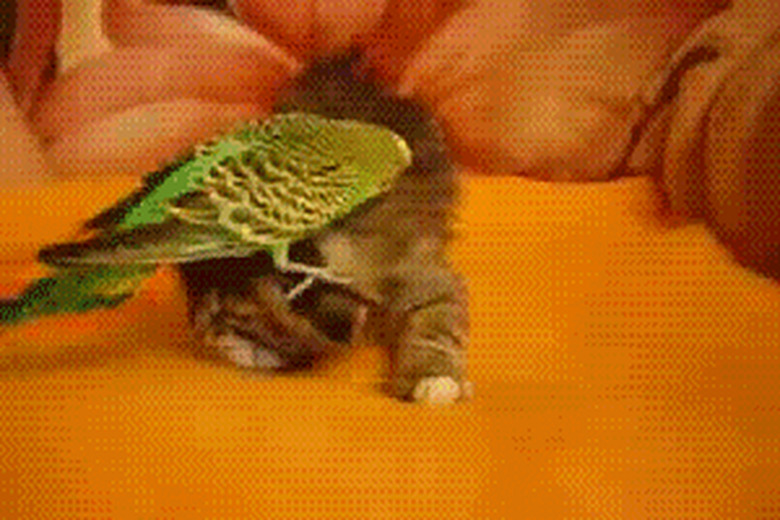 parrot sitting on kitten's head