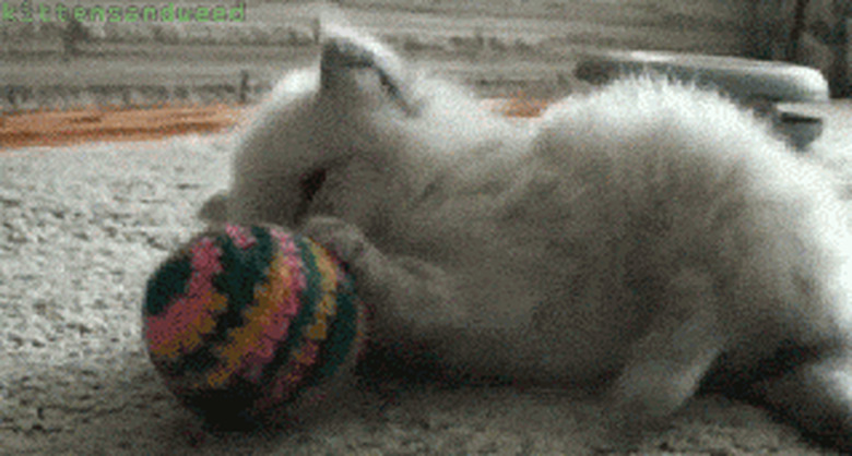 kitten playing with ball