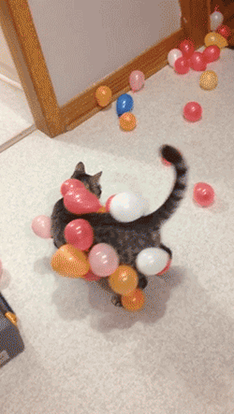 cat plays with balloons