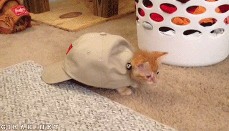 kitten stuck in hat