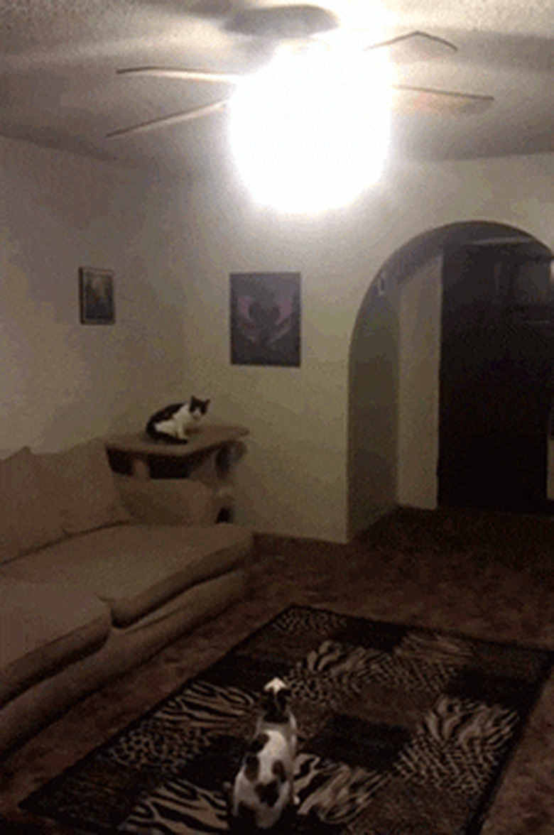 cat turns fan light off