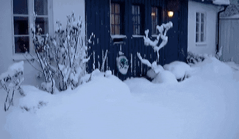 cat running in snow