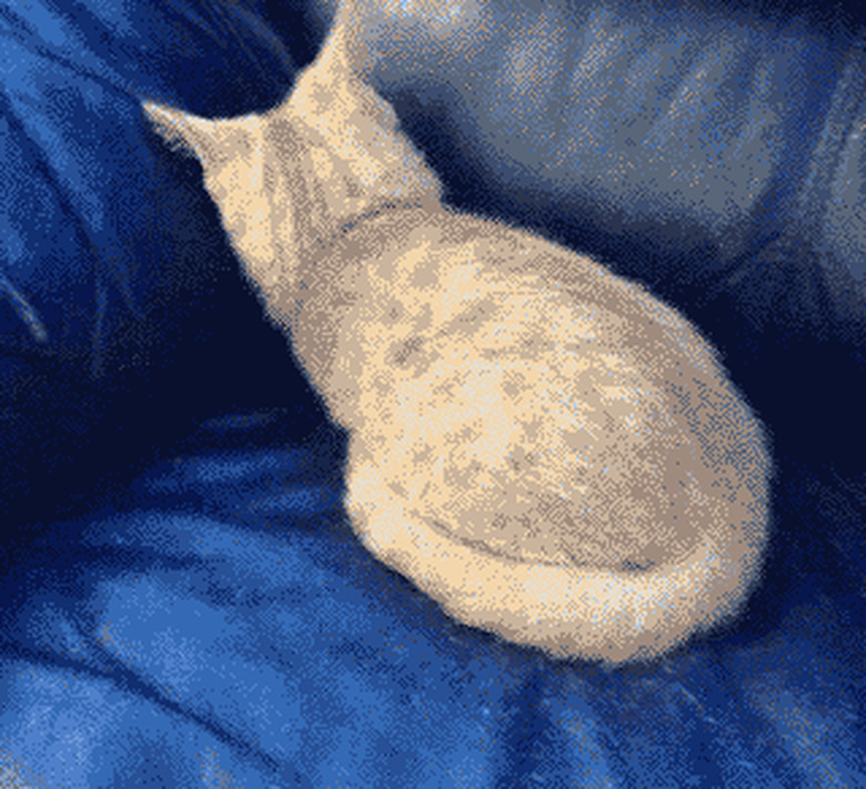 cat sinks into couch