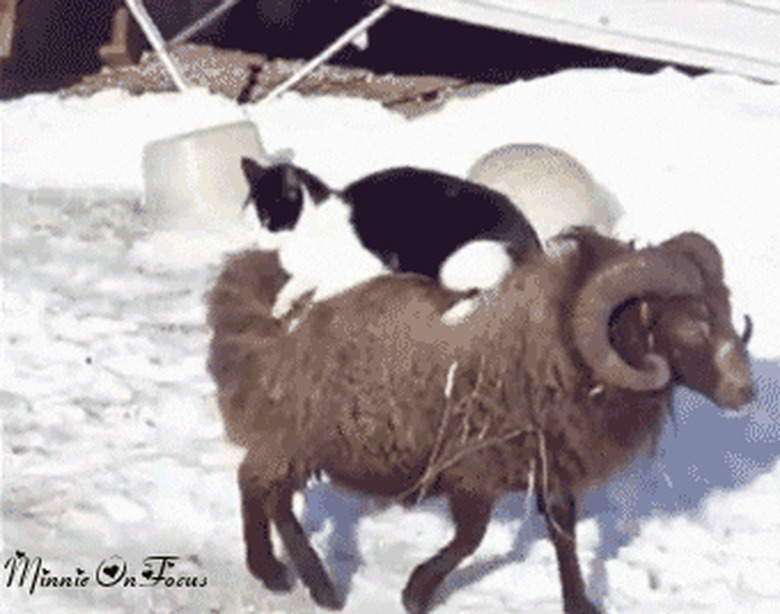 cat riding on back of ram