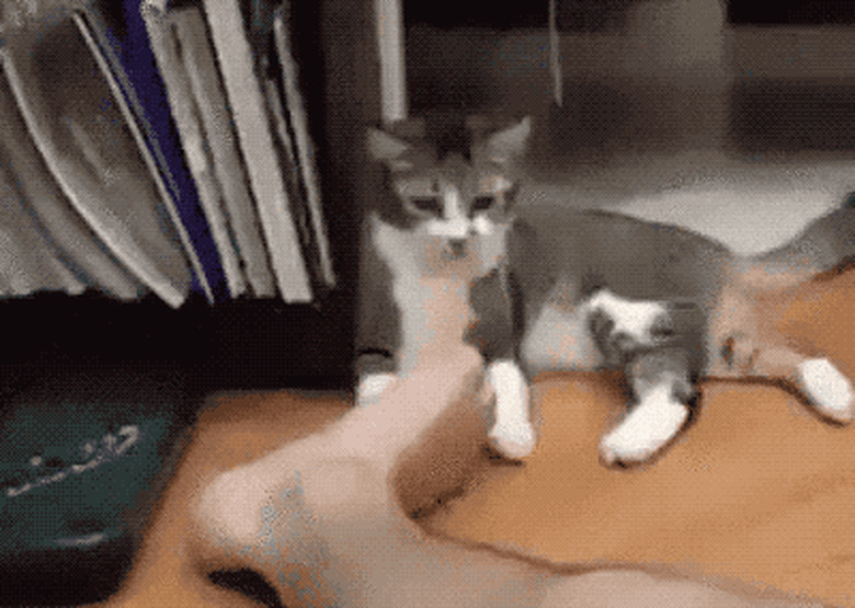 cat can't handle man's stinky feet