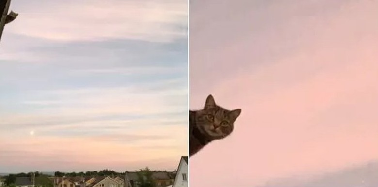 cat photobombs woman's picture of sunset