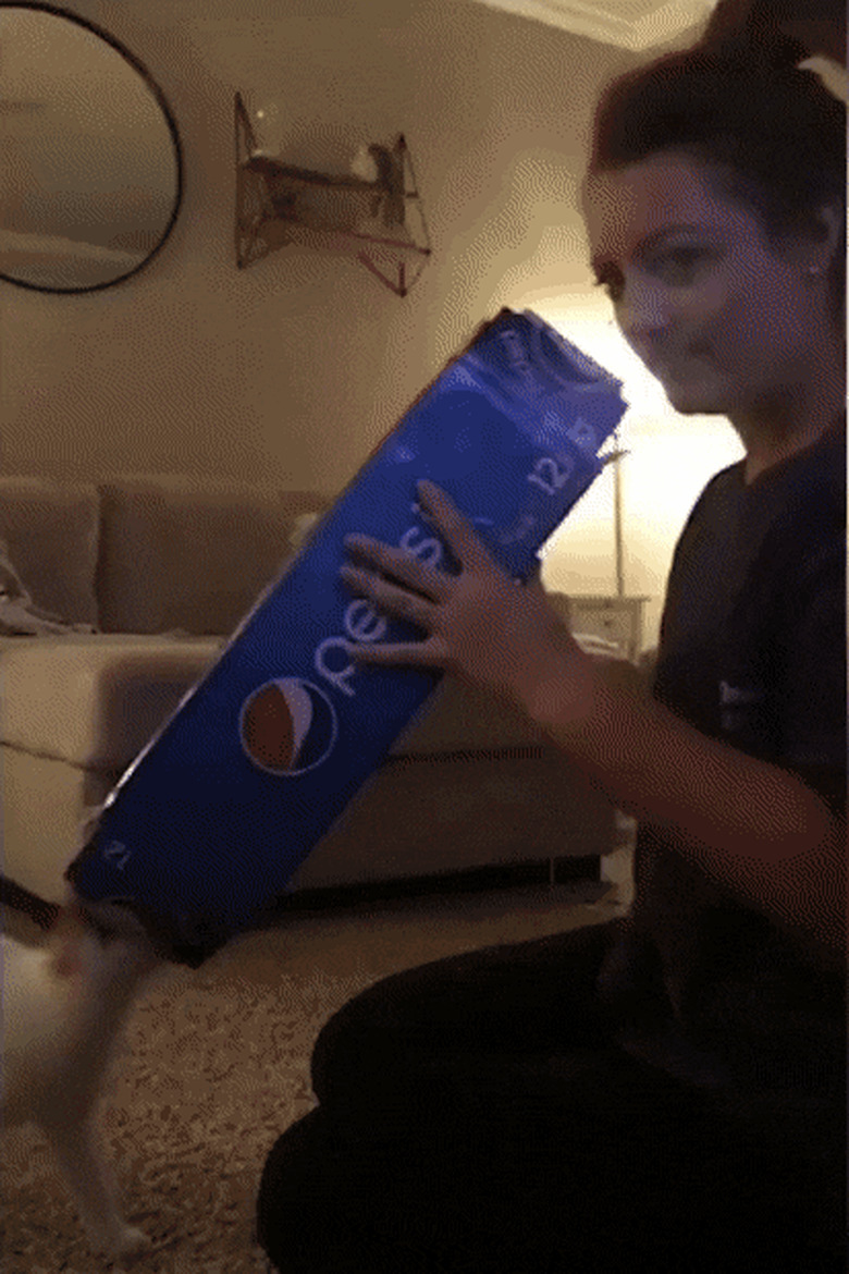 cat surprises woman by jumping through box