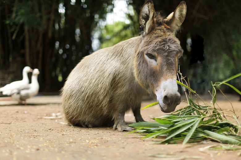 Bizarre Photoshopped Hybrid Animals We Wish Existed IRL