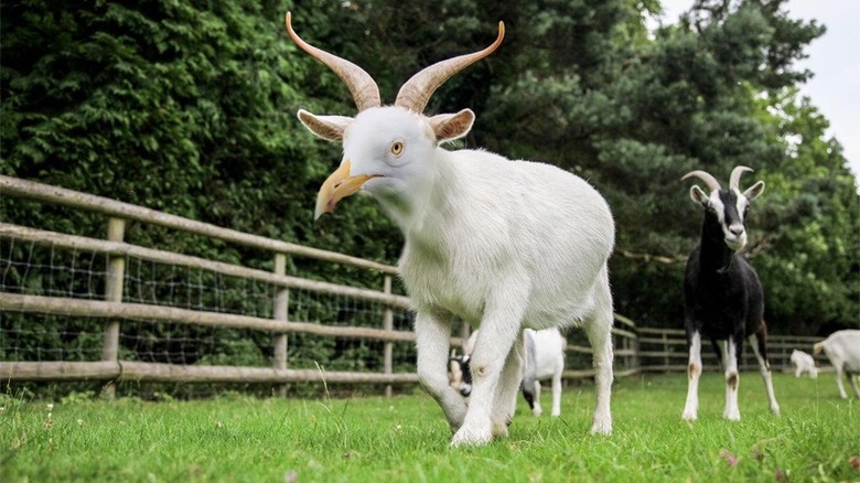 Bizarre Photoshopped Hybrid Animals We Wish Existed IRL