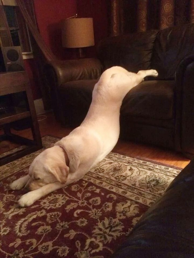 A lazy dog falls asleep as he's falling off the couch.