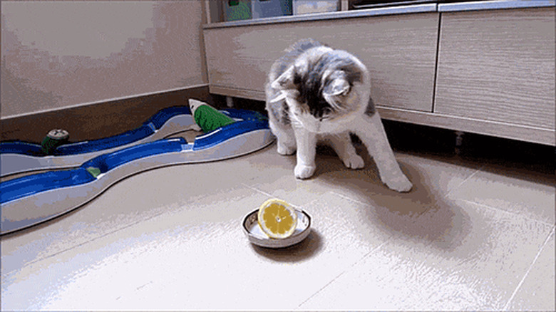 cat hates lemon