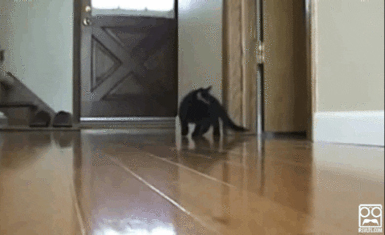 kitten jumping around