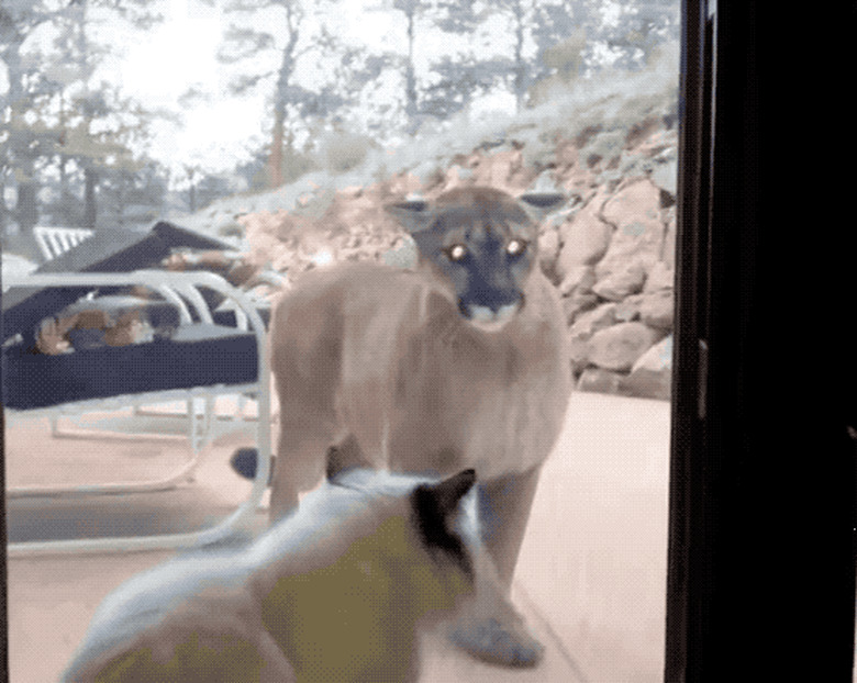 mountain cat paws at house cat behind window