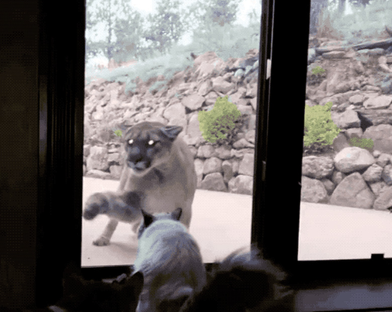 mountain cat paws at house cat behind window