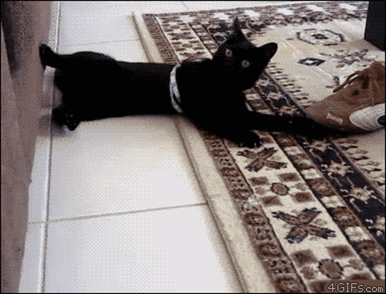 cat rolling around like a freak