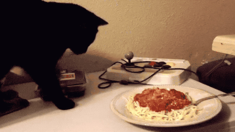 cat stealing spaghetti