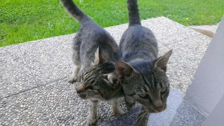 twin tabbies fool woman with requests for more food