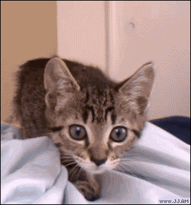 kitten wiggling