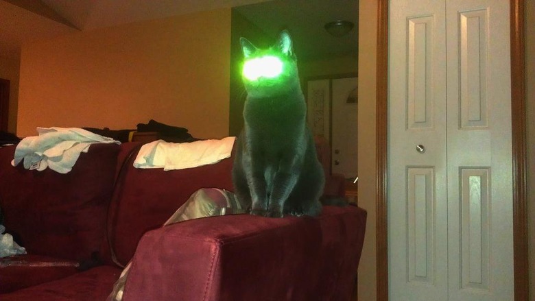 Alien looking cat