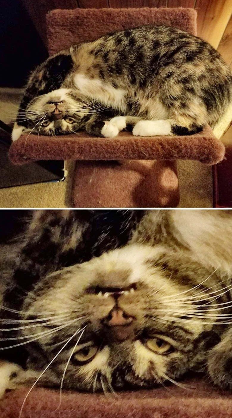 cat with crazy smile