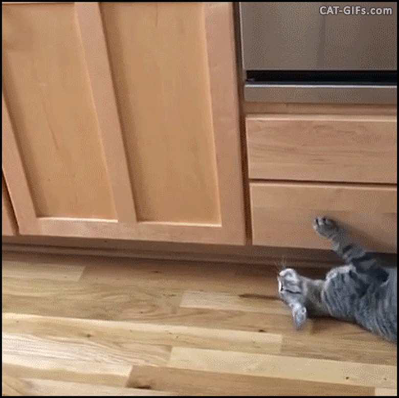 cat crawling along kitchen baseboard like a weirdo