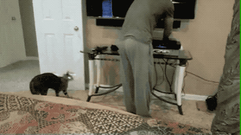 cat bites man in butt