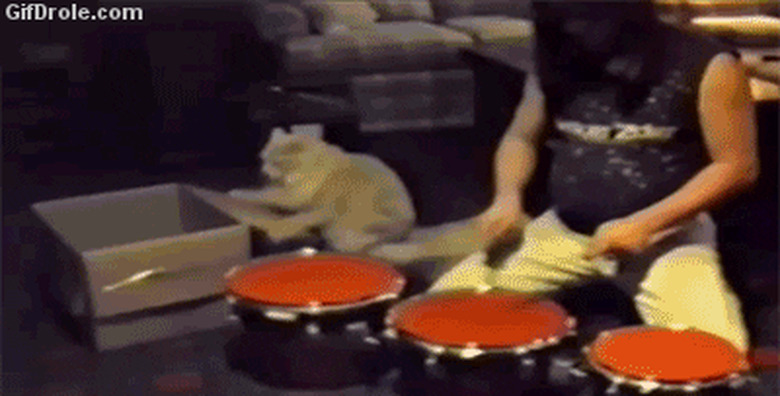 cat playing drums with man