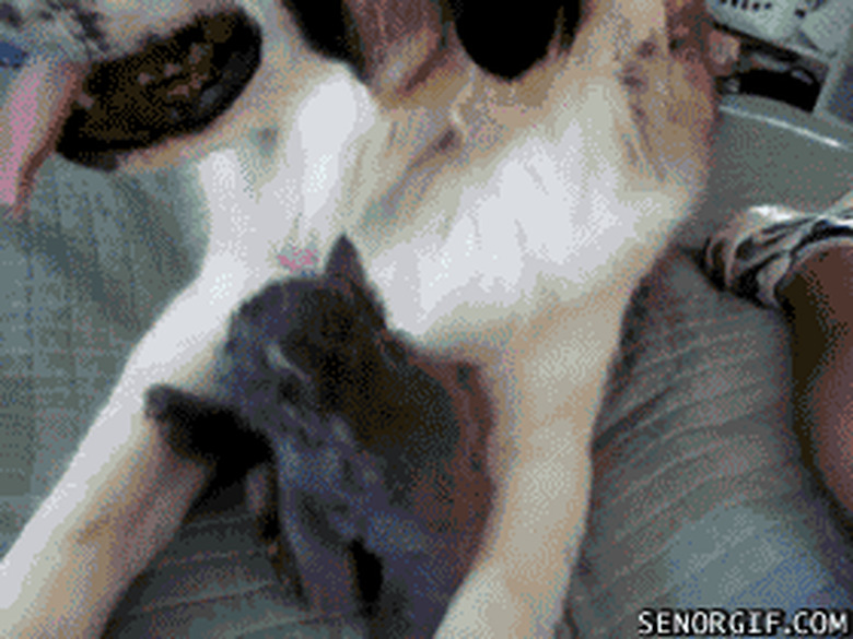 kitten wrestling with big dog