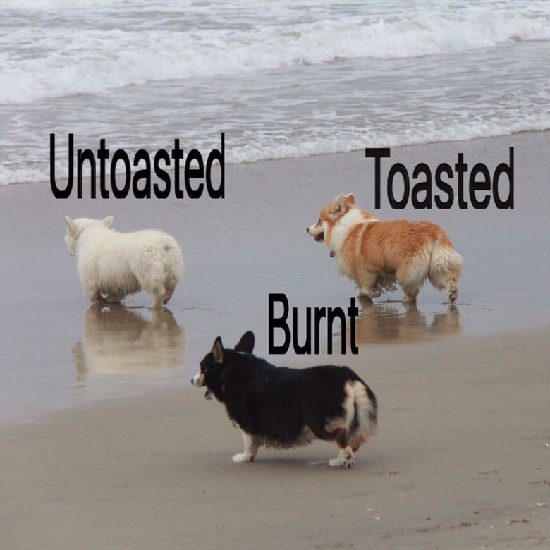 White, tan, and black corgis on a beach. Caption: Untoasted, Toasted, Burnt